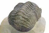 Detailed Reedops Trilobite - Atchana, Morocco #359176-4
